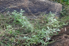 Gnaphalium polycaulon